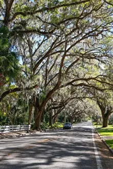Spanish Moss Prints: A beautiful tree tunnel road draped with Spanish Moss in the Historic District of Ocala