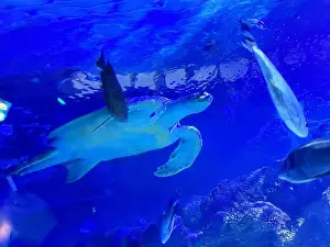 Oceanarium Prints: Beautiful turtle and different fishes swimming in sea, low angle view. Underwater world