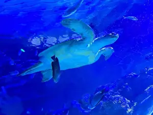 Oceanarium Prints: Beautiful turtle swimming in sea, low angle view. Underwater world