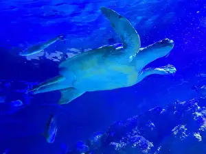 Oceanarium Prints: Beautiful turtle swimming in sea, low angle view. Underwater world