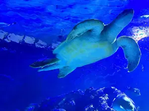 Oceanarium Prints: Beautiful turtle swimming in sea, low angle view. Underwater world