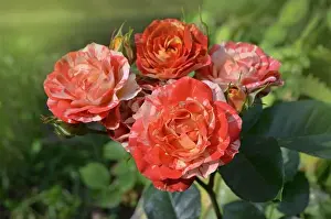 Stripy Prints: Beautiful unique two color rose