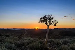 Cameroon Prints: Beautiful view of the African bush. African landscape with trees. Sunset time