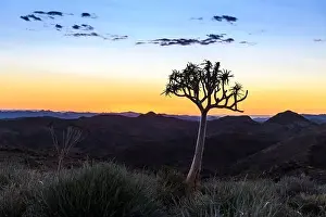 Beautiful view of the African bush. African landscape with trees. Sunset time