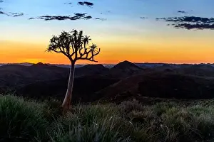 Beautiful view of the African bush. African landscape with trees. Sunset time