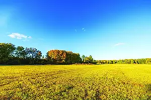 Canola Prints: Beautiful view of autumn meadow with golden grass and trees under bright clear blue sky during sunny day