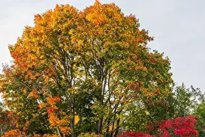 Fall Leaves Prints: Beautiful view of bright autumn maple tree with orange and red leaves under clear sky