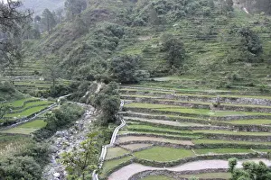 Rice Field Prints: beautiful view of Farmer Field in Uttarakhand Himalaya