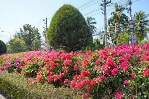 Spring Street Prints: Beautiful view of the summer garden with Bougainvillea flowers
