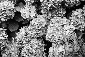 Rhododendron Prints: Beautiful vivid multi colored rhododendron plants in bloom in garden - closeup macro shot black and white