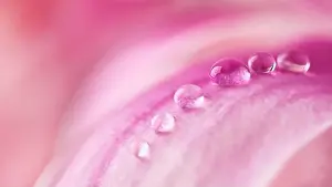 Magnolia Prints: Beautiful water drops on pink petals of magnolia flower close up