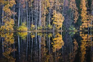 Silver Birch Prints: Beautiful water reflection view with fall colors and lake at autumn day in Finland