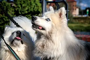 Animal Eye Prints: Two beautiful white dogs with blue eyes raised their muzzles up and wait for a treat from their owner