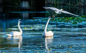 Long Legs Prints: A beautiful white egret greets two white swans in south Ontario of Canada