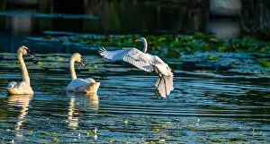 Long Legs Prints: A beautiful white egret greets two white swans in south Ontario of Canada