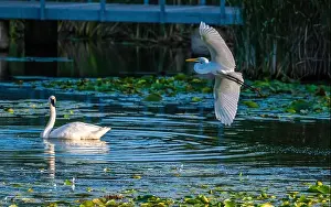 Long Legs Prints: A beautiful white egret greets two white swans in south Ontario of Canada