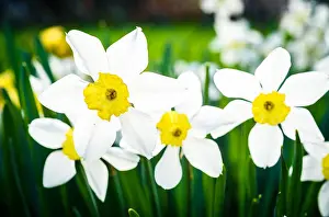 Daffodils Prints: Beautiful white and yellow daffodils in garden