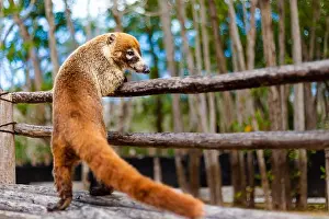 Mangrove Prints: Beautiful wild animals Coati, Nasua in El Corchito Ecological Reserve in Progreso