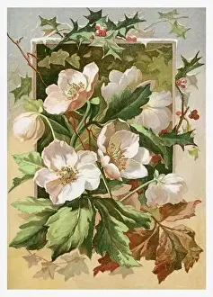 Beautiful Winter Flowers. Seasonal illustration of The illustrated London Almanack (1845 to 1895)