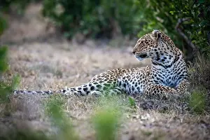 Nocturnal Prints: a beautiful, young wild leopard in Africa resting before resuming its hunt
