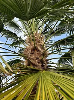 Idyll Prints: Beautifully grown palm tree in a garden on the left bank of the Lower Rhine in Moenchengladbach