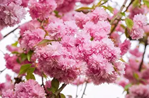 Poetic Prints: Beauty of fully bloomed pink cherry