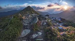 beauty rhododendron in high mountains