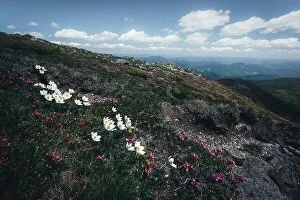 Images Dated 11th June 2014: Beauty white flowers in high mountains