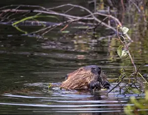 Semi Aquatic Prints: Beaver eating leaves from a branch in Algonquin Park in July