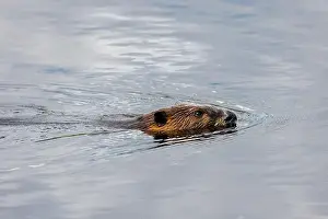 Semi Aquatic Prints: Beaver swimming in a creek in Algonquin Park in July
