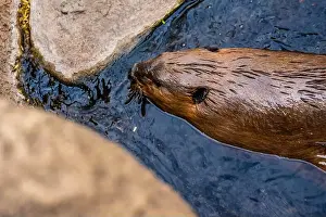 Semi Prints: A Beaver in Tucson, Arizona