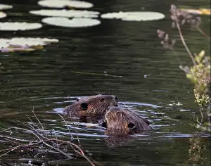 Mates Prints: Two beavers having a snack together in a creek in Algonquin Park