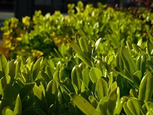 Sun Light Prints: Bed of leaves, green leaves, infinity
