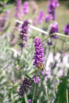 Canon Prints: Bee on a beautiful lavender