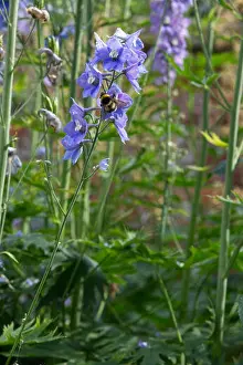 Spikes Prints: Bee on a Delphinium Elatum, blue Lace
