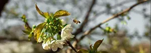 Harm Prints: A bee flies to a flower on a tree in spring to pollinate and make honey