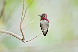Hummingbirds Prints: The bee hummingbird, zunzuncito or Helena hummingbird (Mellisuga helenae) is the world's smallest bird