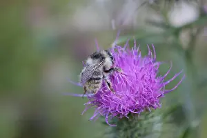 Nibbling Prints: Bee Nibbling Nectar From Flowering Thistle