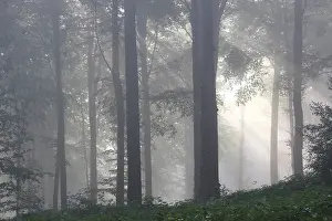 Trunk Prints: Beech forest (Fagus sylvatica) in mist, Flemish Ardennes, Belgium