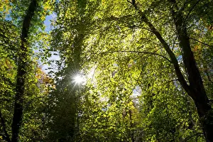 Autumn Day Prints: Beech leaves glowing in autumn sunshine at Loggerheads country park in North Wales