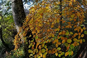 Beech tree in vivid autumn colours near Golspie Sutherland Scotland UK
