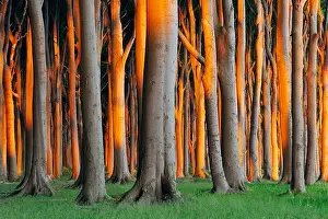 Beech Trees, West Pomerania, Mecklenburg-Vorpommern, Germany