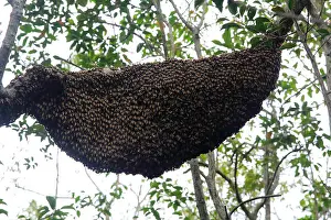 Wild Life Prints: Beehive in a tree in the Sundarbans