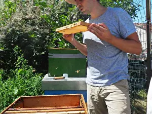 Keeper Prints: Beekeeper working with bees and beehives on the apiary