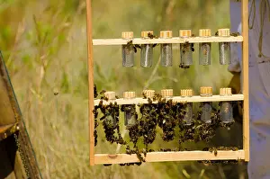Apiary Prints: Bees clustering around a newborn bee queen