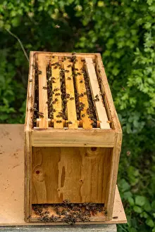 Beehive Prints: Bees on frames in a bee nuc