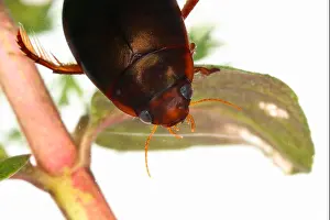 Part Of Prints: Beetle crawling on plant