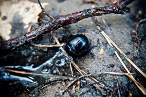 Rhinoceros Prints: beetle in its natural environment in the forest