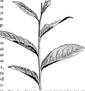 Booksubjectbotany Prints: Beginners botany. Botany. Fig