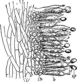 Booksubjectbotany Prints: Beginners botany. Botany. STUDIES IN CRYPTOGAMS 195